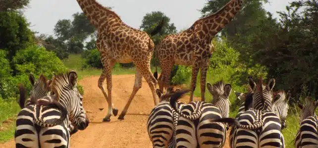 Où faire Safari pas cher ?